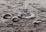 Picture of Parex Paraguard AG Water & Stain Repellent